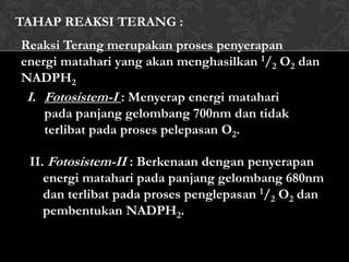 TAHAP REAKSI TERANG :
Reaksi Terang merupakan proses penyerapan
energi matahari yang akan menghasilkan 1/2 O2 dan
NADPH2
I. Fotosistem-I : Menyerap energi matahari
pada panjang gelombang 700nm dan tidak
terlibat pada proses pelepasan O2.
II. Fotosistem-II : Berkenaan dengan penyerapan
energi matahari pada panjang gelombang 680nm
dan terlibat pada proses penglepasan 1/2 O2 dan
pembentukan NADPH2.

 