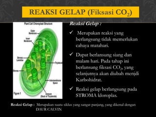 REAKSI GELAP (Fiksasi CO2)
Reaksi Gelap :
 Merupakan reaksi yang
berlangsung tidak memerlukan
cahaya matahari.
 Dapat berlansung siang dan
malam hari. Pada tahap ini
berlansung fiksasi CO2, yang
selanjutnya akan diubah menjdi
Karbohidrat.
 Reaksi gelap berlangsung pada
STROMA kloroplas.
Reaksi Gelap : Merupakan suatu siklus yang sangat panjang, yang dikenal dengan
DAUR CALVIN

 