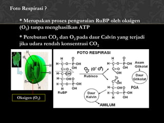 Foto Respirasi ?
* Merupakan proses penguraian RuBP oleh oksigen
(O2) tanpa menghasilkan ATP
* Perebutan CO2 dan O2 pada daur Calvin yang terjadi
jika udara rendah konsentrasi CO2

Oksigen (O2)

 
