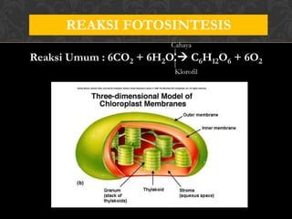 REAKSI FOTOSINTESIS
Cahaya

Reaksi Umum : 6CO2 + 6H2O  C6H12O6 + 6O2
Klorofil

 