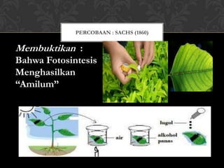 PERCOBAAN : SACHS (1860)

Membuktikan :
Bahwa Fotosintesis
Menghasilkan
“Amilum”

 
