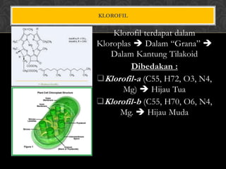 KLOROFIL

Klorofil terdapat dalam
Kloroplas  Dalam “Grana” 
Dalam Kantung Tilakoid
Dibedakan :
Klorofil-a (C55, H72, O3, N4,
Mg)  Hijau Tua
Klorofil-b (C55, H70, O6, N4,
Mg.  Hijau Muda

 