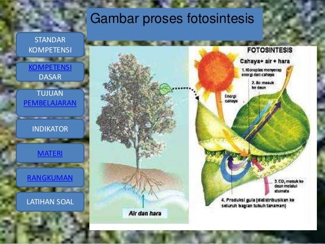  Fotosintesis  by mtsn 2 mataram