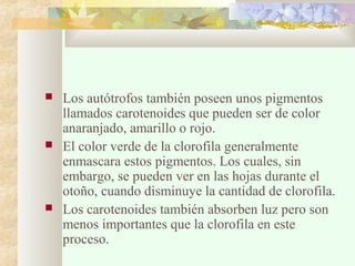 





Los autótrofos también poseen unos pigmentos
llamados carotenoides que pueden ser de color
anaranjado, amarillo o rojo.
El color verde de la clorofila generalmente
enmascara estos pigmentos. Los cuales, sin
embargo, se pueden ver en las hojas durante el
otoño, cuando disminuye la cantidad de clorofila.
Los carotenoides también absorben luz pero son
menos importantes que la clorofila en este
proceso.

 