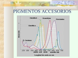 PIGMENTOS ACCESORIOS

 