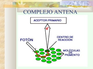 COMPLEJO ANTENA

 