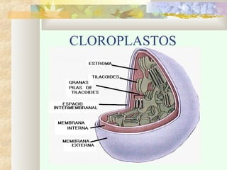 CLOROPLASTOS

 