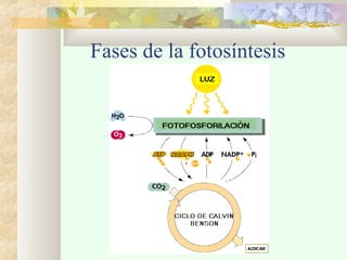 Fases de la fotosíntesis

 