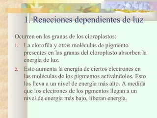 1. Reacciones dependientes de luz
Ocurren en las granas de los cloroplastos:
1. La clorofila y otras moléculas de pigmento
presentes en las granas del cloroplasto absorben la
energía de luz.
2. Esto aumenta la energía de ciertos electrones en
las moléculas de los pigmentos activándolos. Esto
los lleva a un nivel de energía más alto. A medida
que los electrones de los pgmentos llegan a un
nivel de energía más bajo, liberan energía.

 