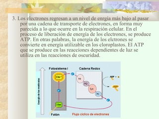 3. Los electrones regresan a un nivel de enrgía más bajo al pasar
por una cadena de transporte de electrones, en forma muy
parecida a lo que ocurre en la respiración celular. En el
proceso de liberación de energía de los electrones, se produce
ATP. En otras palabras, la energía de los elctrones se
convierte en energía utilizable en los cloroplastos. El ATP
que se produce en las reacciones dependientes de luz se
utiliza en las reacciones de oscuridad.

 