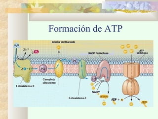 Formación de ATP

 