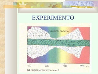 EXPERIMENTO

 