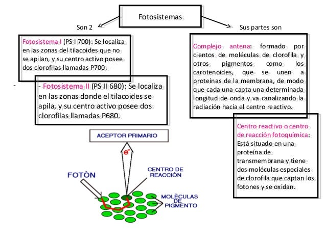 Reactivos Y Productos De La Fotosintesis Acido