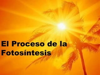 El Proceso de la
Fotosíntesis
 