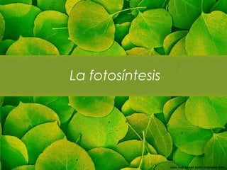 La fotosíntesis
 