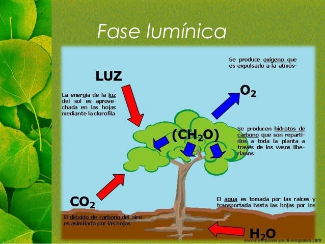 Resultado de imagen de fotos de la fase luminosa de las plantas