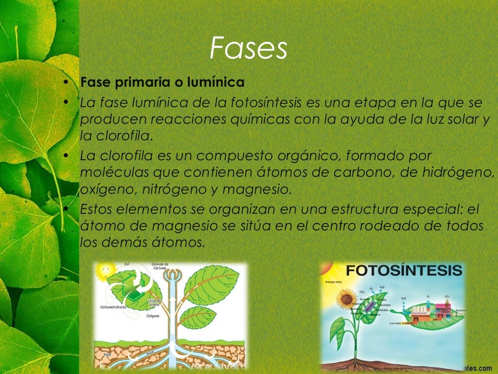 La fotosíntesis y sus fases