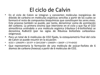 El ciclo de Calvin
• En el ciclo de Calvin se integran y convierten moléculas inorgánicas de
dióxido de carbono en moléculas orgánicas sencillas a partir de las cuales se
formará el resto de compuestos bioquímicos que constituyen los seres vivos.
Este proceso también se puede, por tanto, denominar como de asimilación
del carbono. La primera enzima que interviene en el ciclo y que fija el CO2
atmosférico uniéndolo a una molécula orgánica (ribulosa-1-6-bisfosfato) se
denomina RuBisCO (por las siglas de Ribulosa bisfosfato carboxilasa-
oxigenasa).
• Para un total de 6 moléculas de CO2 fijado, la estequiometría final del ciclo
de Calvin se puede resumir en la ecuación:
• 6CO2 + 12NADPH + 18 ATP → C6H12O6P + 12NADP+ + 18ADP + 17 Pi+6H2O
• Que representaría la formación de una molécula de azúcar-fosfato de 6
átomos de carbono (hexosa) a partir de 6 moléculas de CO2.
 