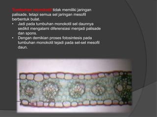 Tumbuhan monokotil tidak memiliki jaringan 
palisade, tetapi semua sel jaringan mesofil 
berbentuk bulat. 
• Jadi pada tumbuhan monokotil sel daunnya 
sedikit mengalami diferensiasi menjadi palisade 
dan spons. 
• Dengan demikian proses fotosintesis pada 
tumbuhan monokotil tejadi pada sel-sel mesofil 
daun. 
 