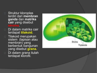 Struktur kloroplas 
terdiri dari membran 
ganda dan matriks 
cair yang disebut 
stroma. 
Di dalam matriks cair 
terdapat tilakoid. 
Tilakoid merupakan 
sistem (lapisan atau 
membran) yang 
berbentuk bangunan 
yang disebut grana. 
Di dalam grana itulah 
terdapat klorofil. 
 