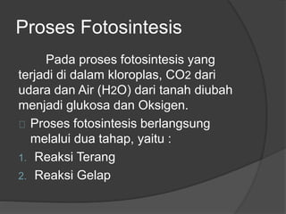 Proses Fotosintesis 
Pada proses fotosintesis yang 
terjadi di dalam kloroplas, CO2 dari 
udara dan Air (H2O) dari tanah diubah 
menjadi glukosa dan Oksigen. 
Proses fotosintesis berlangsung 
melalui dua tahap, yaitu : 
1. Reaksi Terang 
2. Reaksi Gelap 
 