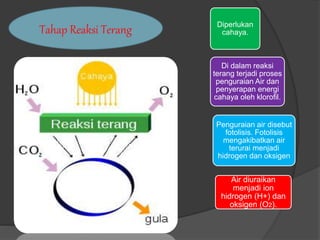 Diperlukan 
cahaya. 
Di dalam reaksi 
terang terjadi proses 
penguraian Air dan 
penyerapan energi 
cahaya oleh klorofil. 
Penguraian air disebut 
fotolisis. Fotolisis 
mengakibatkan air 
terurai menjadi 
hidrogen dan oksigen 
Air diuraikan 
menjadi ion 
hidrogen (H+) dan 
oksigen (O2). 
Tahap Reaksi Terang 
 