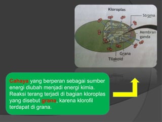 Cahaya yang berperan sebagai sumber 
energi diubah menjadi energi kimia. 
Reaksi terang terjadi di bagian kloroplas 
yang disebut grana, karena klorofil 
terdapat di grana. 
 