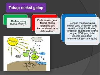 Berlangsung 
tanpa cahaya. 
Pada reaksi gelap 
terjadi fiksasi 
(pengikatan) 
karbondioksida ke 
dalam daun. 
Dengan menggunakan 
energi yang di bentuk pada 
reaksi terang, ion H yang 
terbentuk saat reaksi terang 
dengan CO2 yang telah 
diserap oleh daun 
membentuk glukosa (gula) 
Tahap reaksi gelap 
 