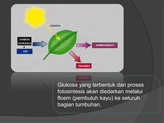 Glukosa yang terbentuk dari proses 
fotosintesis akan diedarkan melalui 
floem (pembuluh kayu) ke seluruh 
bagian tumbuhan. 
 