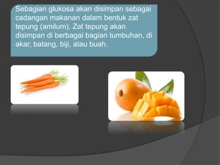 Sebagian glukosa akan disimpan sebagai 
cadangan makanan dalam bentuk zat 
tepung (amilum). Zat tepung akan 
disimpan di berbagai bagian tumbuhan, di 
akar, batang, biji, atau buah. 
 