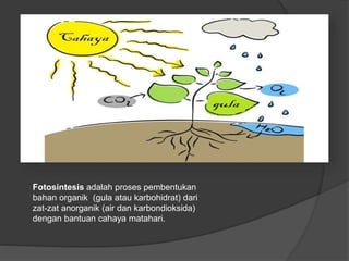 Fotosintesis adalah proses pembentukan 
bahan organik (gula atau karbohidrat) dari 
zat-zat anorganik (air dan karbondioksida) 
dengan bantuan cahaya matahari. 
 