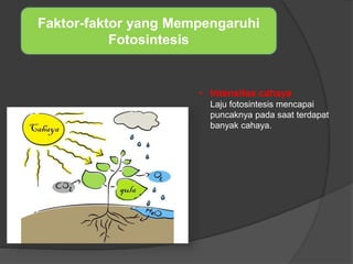 Faktor-faktor yang Mempengaruhi 
Fotosintesis 
• Intensitas cahaya 
Laju fotosintesis mencapai 
puncaknya pada saat terdapat 
banyak cahaya. 
 