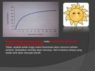 Semakin tinggi intensitas cahaya maka semakin banyak energi 
cahaya yang diserap oleh klorofil. 
Tetapi, apabila terlalu tinggi maka fotosintesis akan menurun bahkan 
terhenti, disebabkan stomata akan menutup. Hal ini karena cahaya yang 
terlalu terik akan merusak klorofil. 
 
