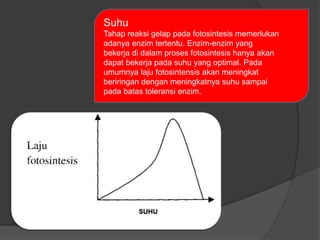 Suhu 
Tahap reaksi gelap pada fotosintesis memerlukan 
adanya enzim tertentu. Enzim-enzim yang 
bekerja di dalam proses fotosintesis hanya akan 
dapat bekerja pada suhu yang optimal. Pada 
umumnya laju fotosintensis akan meningkat 
beriringan dengan meningkatnya suhu sampai 
pada batas toleransi enzim. 
 