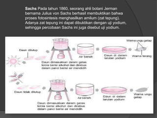 Sachs Pada tahun 1860, seorang ahli botani Jerman 
bernama Julius von Sachs berhasil membuktikan bahwa 
proses fotosintesis menghasilkan amilum (zat tepung). 
Adanya zat tepung ini dapat dibuktikan dengan uji yodium, 
sehingga percobaan Sachs ini juga disebut uji yodium. 
 