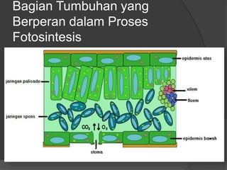 Bagian Tumbuhan yang 
Berperan dalam Proses 
Fotosintesis 
 