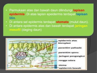 • Permukaan atas dan bawah daun dilindungi lapisan 
epidermis. Di atas lapisn epeidermis terdapat lapisan 
lilin. 
• Di antara sel epidermis terdapat stomata (mulut daun). 
• Di antara epidermis atas dan bawah terdapat jaringan 
mesofil (daging daun) 
 