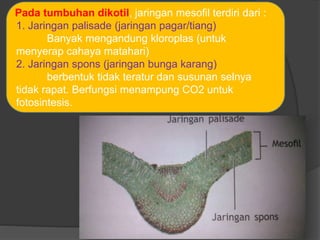 Pada tumbuhan dikotil, jaringan mesofil terdiri dari : 
1. Jaringan palisade (jaringan pagar/tiang) 
Banyak mengandung kloroplas (untuk 
menyerap cahaya matahari) 
2. Jaringan spons (jaringan bunga karang) 
berbentuk tidak teratur dan susunan selnya 
tidak rapat. Berfungsi menampung CO2 untuk 
fotosintesis. 
 