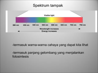 Spektrum tampak
-termasuk warna-warna cahaya yang dapat kita lihat
-termasuk panjang gelombang yang menjalankan
fotosintesis
 