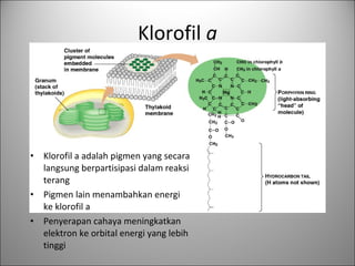 Klorofil a
• Klorofil a adalah pigmen yang secara
langsung berpartisipasi dalam reaksi
terang
• Pigmen lain menambahkan energi
ke klorofil a
• Penyerapan cahaya meningkatkan
elektron ke orbital energi yang lebih
tinggi
 