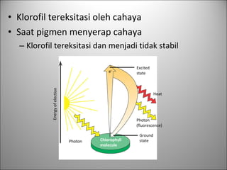 • Klorofil tereksitasi oleh cahaya
• Saat pigmen menyerap cahaya
– Klorofil tereksitasi dan menjadi tidak stabil
Excited
state
Energyofelection
Heat
Photon
(fluorescence)
Chlorophyll
molecule
Ground
statePhoton
e–
 