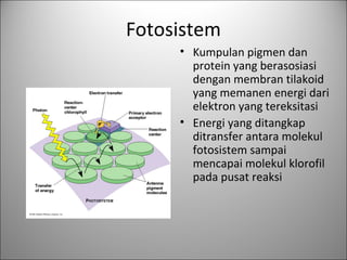 Fotosistem
• Kumpulan pigmen dan
protein yang berasosiasi
dengan membran tilakoid
yang memanen energi dari
elektron yang tereksitasi
• Energi yang ditangkap
ditransfer antara molekul
fotosistem sampai
mencapai molekul klorofil
pada pusat reaksi
 