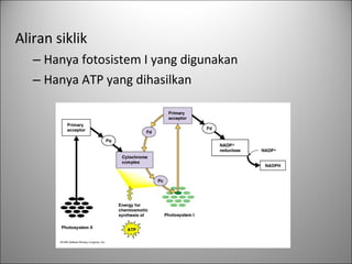 Aliran siklik
– Hanya fotosistem I yang digunakan
– Hanya ATP yang dihasilkan
 