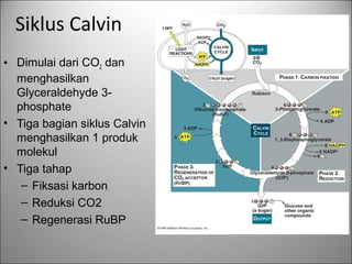 Siklus Calvin
• Dimulai dari CO2 dan
menghasilkan
Glyceraldehyde 3-
phosphate
• Tiga bagian siklus Calvin
menghasilkan 1 produk
molekul
• Tiga tahap
– Fiksasi karbon
– Reduksi CO2
– Regenerasi RuBP
 