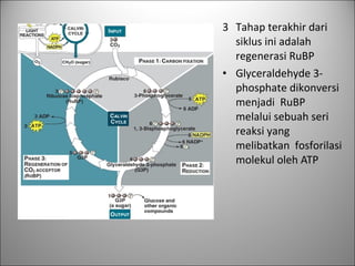 3 Tahap terakhir dari
siklus ini adalah
regenerasi RuBP
• Glyceraldehyde 3-
phosphate dikonversi
menjadi RuBP
melalui sebuah seri
reaksi yang
melibatkan fosforilasi
molekul oleh ATP
 