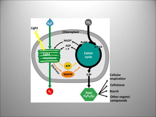 Light
Chloroplast
NADP+
ADP
+ P
RuBP
3-PGA
Light
reactions
Calvin
cycle
Electrons
G3P Cellular
respiration
Cellulosse
Starch
Other organic
compounds
 
