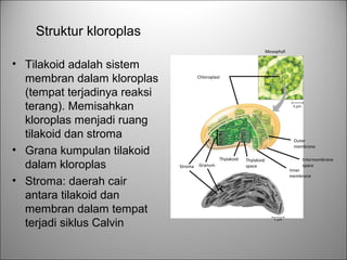 • Tilakoid adalah sistem
membran dalam kloroplas
(tempat terjadinya reaksi
terang). Memisahkan
kloroplas menjadi ruang
tilakoid dan stroma
• Grana kumpulan tilakoid
dalam kloroplas
• Stroma: daerah cair
antara tilakoid dan
membran dalam tempat
terjadi siklus Calvin
Struktur kloroplas
Chloroplast
Mesophyll
5 µm
Outer
membrane
Intermembrane
space
Inner
membrane
Thylakoid
space
Thylakoid
GranumStroma
1 µm
 