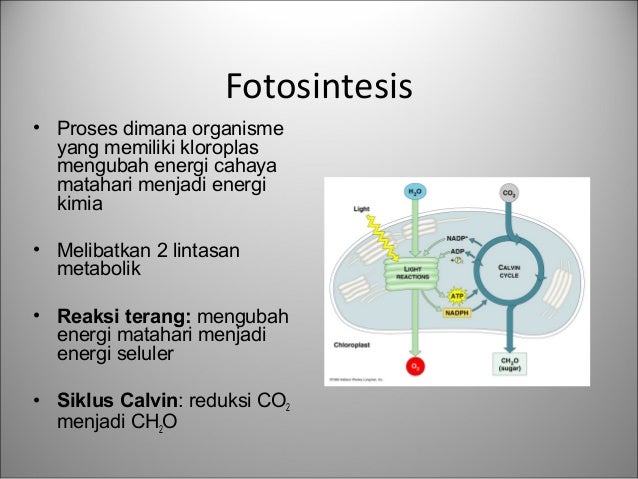 biologi tentang Fotosintesis biologi tentang Fotosintesis