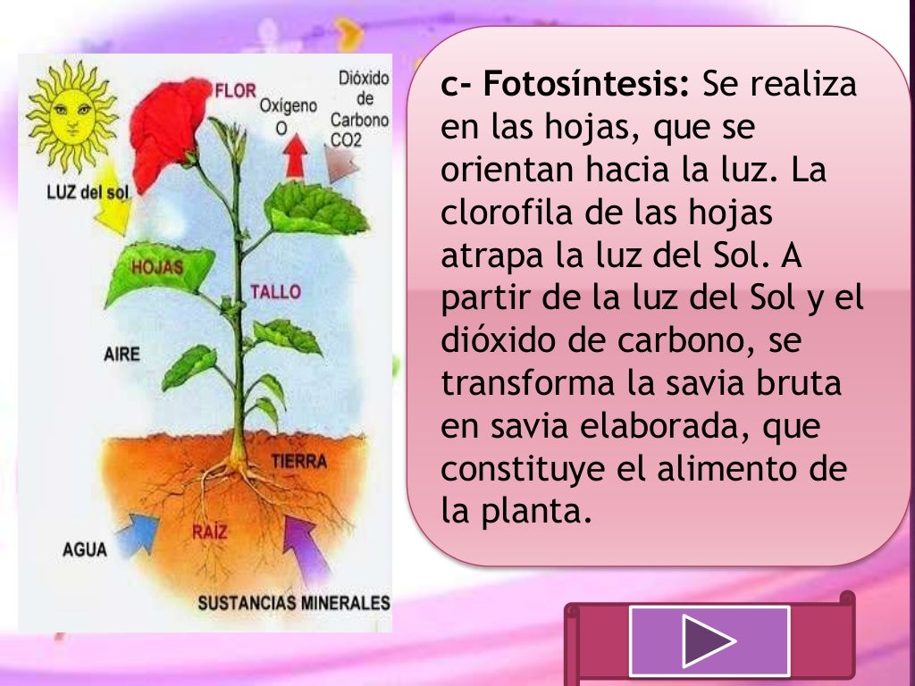 Fotosintesis de las plantas