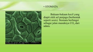 • STOMATA 
Bukaan-bukaan kecil yang 
diapit oleh sel penjaga (berbentuk 
seperti sosis). Stomata berfungsi 
sebagai jalan masuknya CO2 dari 
udara. 
 